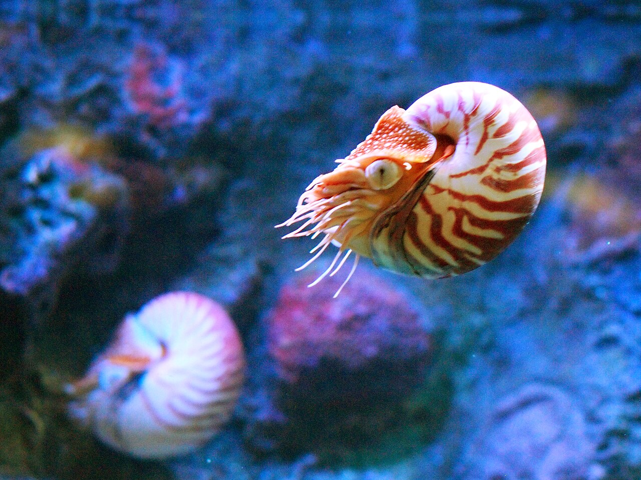 Nautilus, the spiral-shelled marine creature the company is named after, swimming in blue water